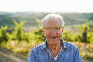 Senior man worker smiling on camera while collecting grapes for organic wine making with vineyard...