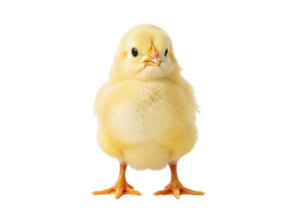A fluffy yellow baby chick standing isolated on transparent background