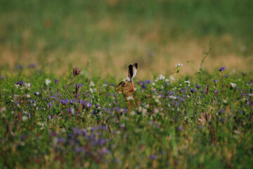 Brown Hare Hidden Among Wildflowers in Bloom