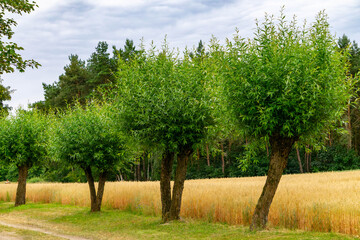 A row of pollarded willow trees along a rural dirt road, with golden grain fields and a pine forest in the background. Peaceful summer countryside landscape.