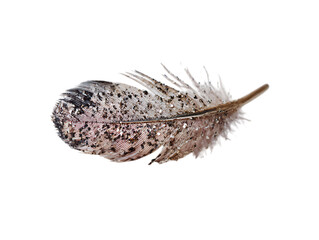 Fototapeta premium Feather Dust Charm Gentle Clean Power
