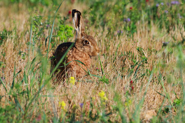 Brown Hare Sitting in Dry Meadow with Wildflowers