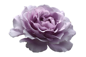 Close-up of a single, delicate, lavender-purple rose.  Soft, rounded petals.  Dark background isolates the bloom