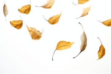 Obraz premium Falling autumn leaves on white
