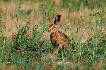 Brown Hare Standing Alert in Dry Meadow