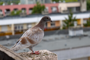 Pigeon standing on balcony railing in residential area