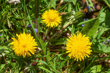 Gelbe Löwenzahnblüte, Makroaufnahme, Deutschland