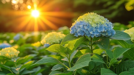 Hydrangea blossoms in the golden sunlight.