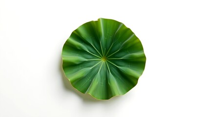 A stunning view of a green lotus leaf, isolated with detailed veins