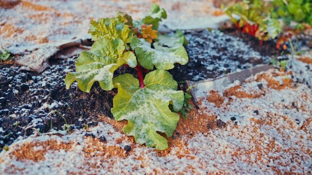 Organic Plants With Large Green Leaves Growing In Winter. Close-up Shot