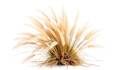 An image of Pampas Grass. The Pampas Grass is in full bloom. It looks vibrant and natural.