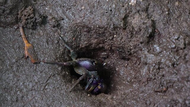 A fiddler crab emerges from its burrow in the muddy ground.
