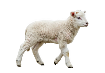 A young white lamb with curly wool isolated on transparent background, walking in a side view studio shot