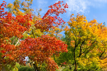 Japanese maple trees in full autumn color with vivid red and yellow foliage against clear blue sky, forming seasonal canopy ideal for natural background