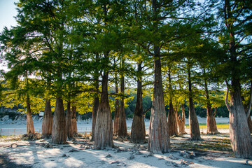 cypresses growing on the dry shore of Lake Sukko in the Krasnodar Territory