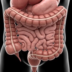 Detailed 3D Anatomical Illustration of the Human Colon Digestive System Exploration