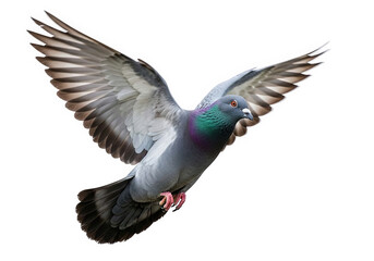 Obraz premium A pigeon in midflight with its wings spread wide, isolated on transparent background