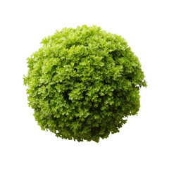 Fototapeta premium A vibrant, round cluster of green foliage, symbolizing life and nature, isolated against a white background for a clean, modern look.