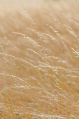 Golden Field Close-Up – Soft Botanical Macro Photography, Nature Background in Warm Tones