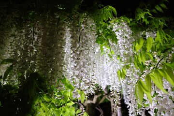 White wisteria at Ashikaga Flower Park at night