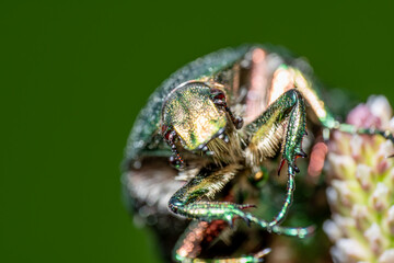 Iridescent Beetle Macro – Metallic Insect on Green Background