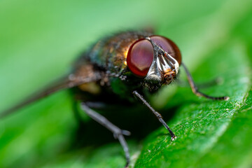 Macro Fly on Leaf – Insect Close-Up with Red Eyes