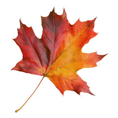 Obraz premium Vibrant autumn maple leaf isolated against a deep transparent background with detailed veins