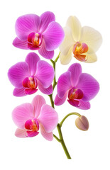 Naklejka premium A cluster of vibrant pink and white orchids with lush green stems in a close-up view on transparent background.