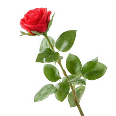 Obraz premium Beautiful red rose with vibrant petals and lush green leaves, perfect for romantic occasions or floral arrangements, isolated on a white background.