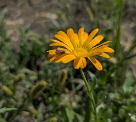 A bright orange flower blooming on a green meadow. Its delicate petals, like rays of sunshine, reach toward the sky. It is a symbol of vitality and beauty