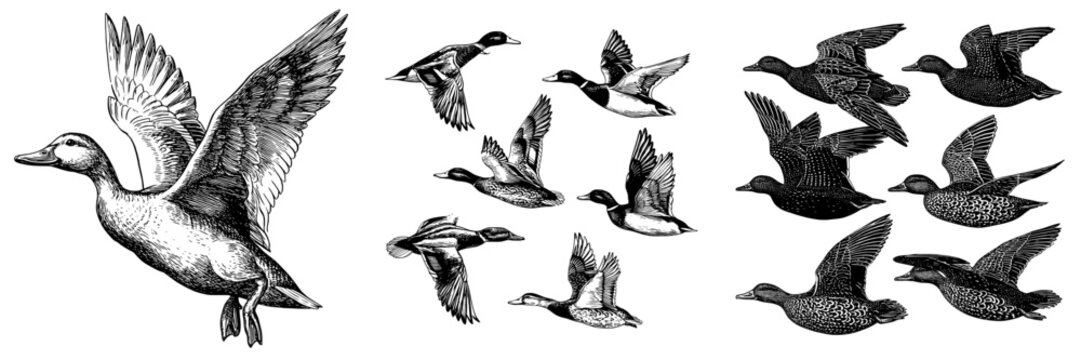 A modern set of wild ducks is depicted as flying birds with a black outline on a transparent background, created as a hand-drawn sketch