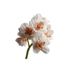 Delicate white flowers with soft peach accents, elegantly arranged on a single stem against a transparent background, ideal for floral designs and botanical themes.