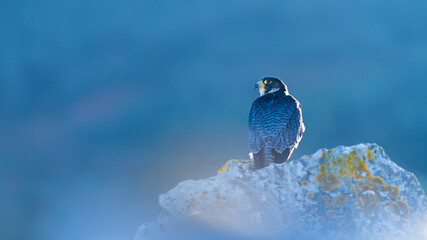 Peregrine Falcon (Falco peregrinus) on the Cantabrian coast. Cantabrian Sea. Cantabria. Spain. Europe