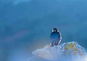 Peregrine Falcon (Falco peregrinus) on the Cantabrian coast. Cantabrian Sea. Cantabria. Spain. Europe