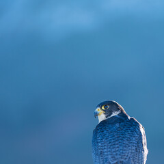 Peregrine Falcon (Falco peregrinus) on the Cantabrian coast. Cantabrian Sea. Cantabria. Spain. Europe