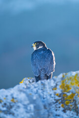 Peregrine Falcon (Falco peregrinus) on the Cantabrian coast. Cantabrian Sea. Cantabria. Spain. Europe