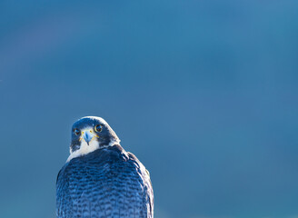 Peregrine Falcon (Falco peregrinus) on the Cantabrian coast. Cantabrian Sea. Cantabria. Spain. Europe