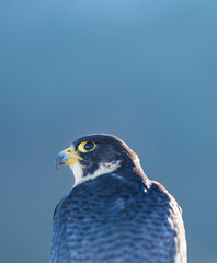 Peregrine Falcon (Falco peregrinus) on the Cantabrian coast. Cantabrian Sea. Cantabria. Spain. Europe