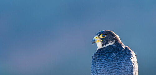 Peregrine Falcon (Falco peregrinus) on the Cantabrian coast. Cantabrian Sea. Cantabria. Spain. Europe