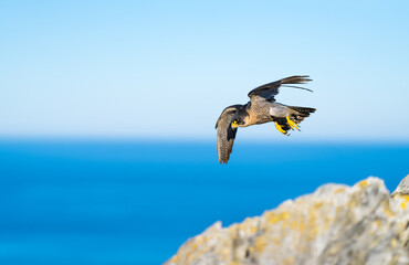 Peregrine Falcon (Falco peregrinus) on the Cantabrian coast. Cantabrian Sea. Cantabria. Spain. Europe