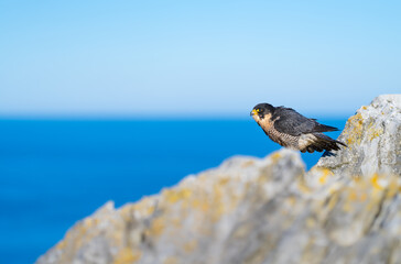 Peregrine Falcon (Falco peregrinus) on the Cantabrian coast. Cantabrian Sea. Cantabria. Spain. Europe