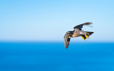 Peregrine Falcon (Falco peregrinus) on the Cantabrian coast. Cantabrian Sea. Cantabria. Spain. Europe