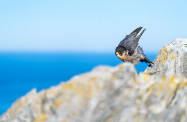 Peregrine Falcon (Falco peregrinus) on the Cantabrian coast. Cantabrian Sea. Cantabria. Spain. Europe