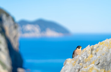 Peregrine Falcon (Falco peregrinus) on the Cantabrian coast. Cantabrian Sea. Cantabria. Spain. Europe