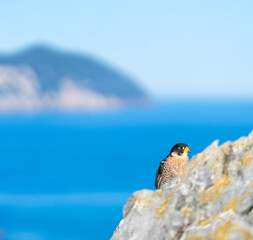 Peregrine Falcon (Falco peregrinus) on the Cantabrian coast. Cantabrian Sea. Cantabria. Spain. Europe