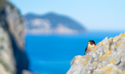 Peregrine Falcon (Falco peregrinus) on the Cantabrian coast. Cantabrian Sea. Cantabria. Spain. Europe