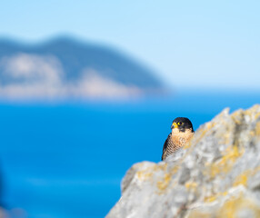 Peregrine Falcon (Falco peregrinus) on the Cantabrian coast. Cantabrian Sea. Cantabria. Spain. Europe