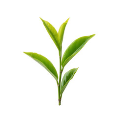 Fototapeta premium Fresh green tea leaves isolated on a white background, showcasing their vibrant color and natural shape, ideal for wellness and culinary themes.