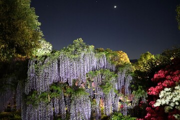 Illuminated wisteria and azalea and a crescent moon