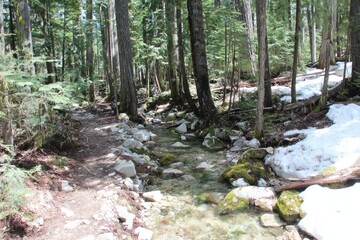 Forest creek path with snow remnants